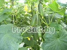 Огурец F1 Герман (Голландия), в теплице