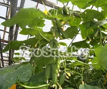 Огурец F1 Герман (Голландия), в теплице