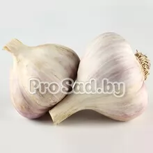 Чеснок озимый Полёт