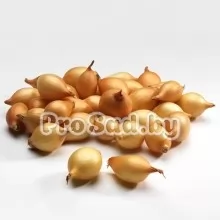 Лук-севок Шекспир (Голландия)