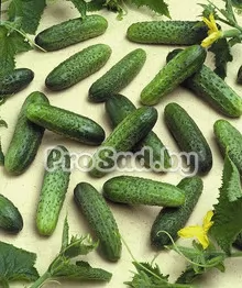 Огурец F1 Герман (Голландия)