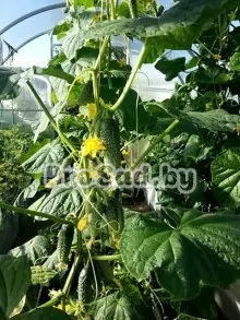 Огурец F1 Всем на зависть