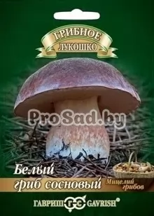 Белый гриб Сосновый