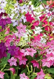 Табак душистый Сенсейшн микс