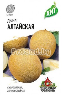 Дыня Алтайская