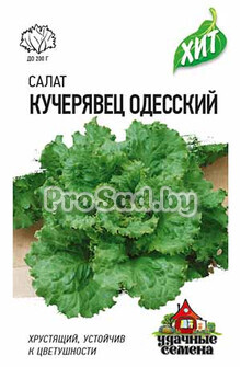 Салат Кучерявец Одесский