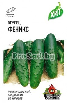 Огурец Феникс 640