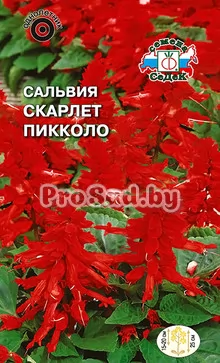 Сальвия Скарлет пикколо