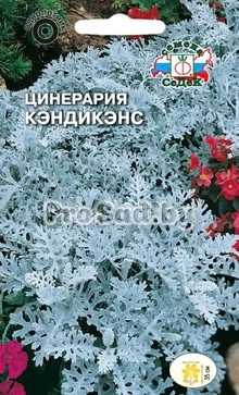 Цинерария Кэндикэнс