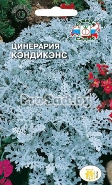 Цинерария Кэндикэнс