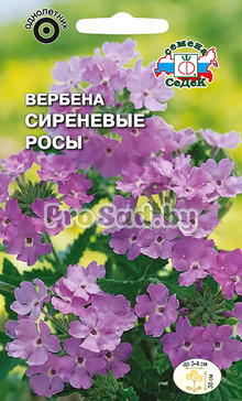Вербена Сиреневые росы