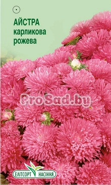 Астра карликовая Розовая