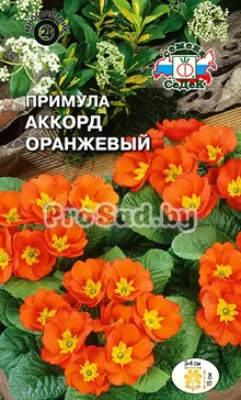 Примула Аккорд оранжевый