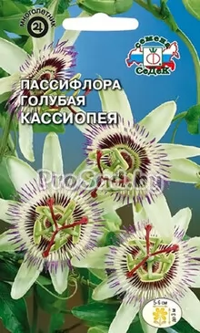 Пассифлора голубая Кассиопея