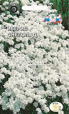 Иберис Снегопад