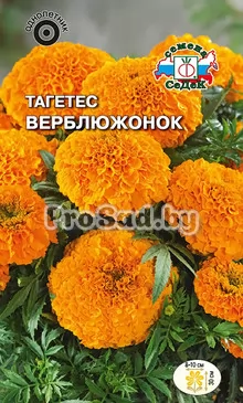 Тагетес прямостоячий низкорослый Верблюжонок