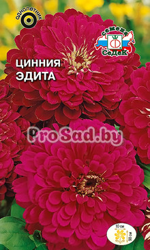Цинния георгиновидная Эдита
