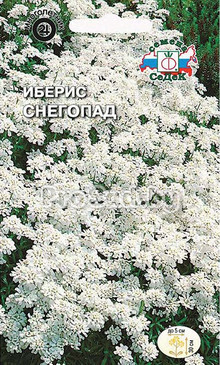 Иберис Снегопад