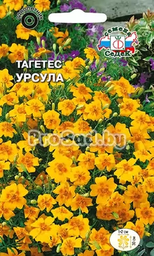 Тагетес Урсула