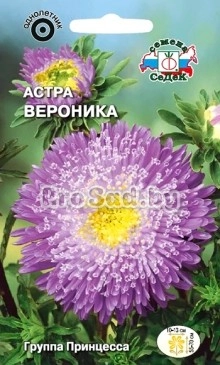 Астра Вероника