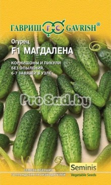 Огурец-корнишон Магдалена