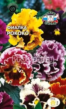 Фиалка витрокка Рококо