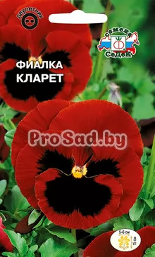 Фиалка Швейцарский гигант Кларет