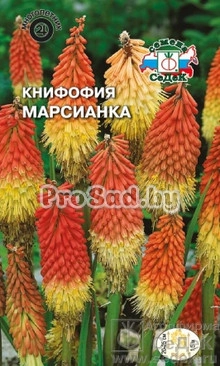 Книфофия ягодная Марсианка