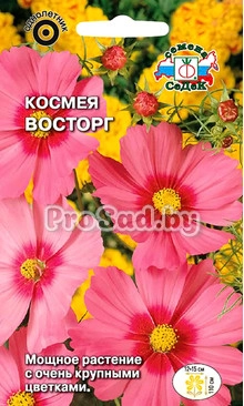 Космея (Космос) дваждыперистая Восторг