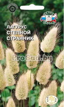 Лагурус (Зайцехвост) Степной странник