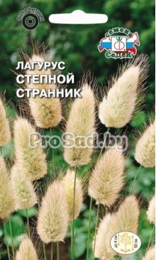 Лагурус (Зайцехвост) Степной странник