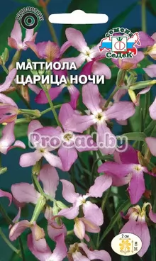 Маттиола Царица Ночи