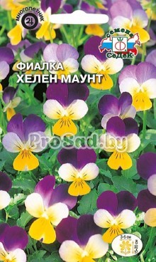 Фиалка Хелен Маунт