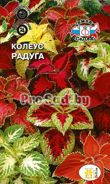 Колеус Радуга