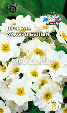 Примула Аккорд белый