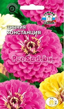 Цинния георгиновидная Констанция