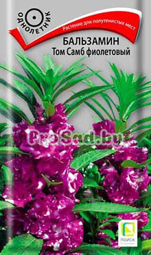 Бальзамин Том Самб фиолетовый