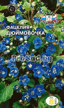 Фацелия колокольчиковая Дюймовочка