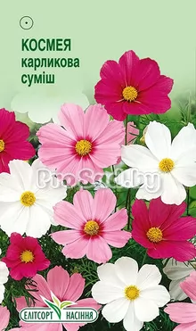 Космея (Космос) дваждыперистая Карликовая смесь