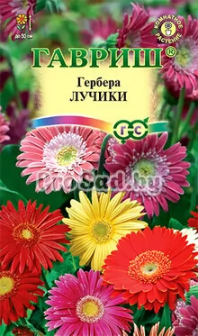 Гербера Лучики