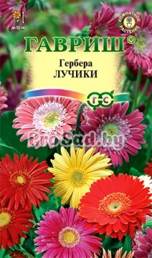 Гербера Лучики