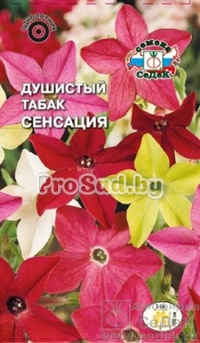 Табак душистый Сенсация