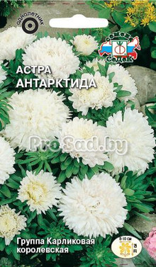 Астра карликовая Антарктида