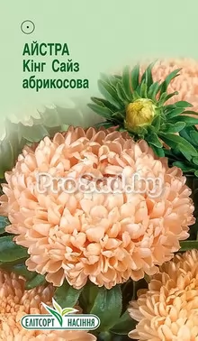 Астра Кинг сайз Абрикосовая
