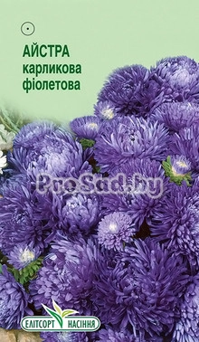 Астра карликовая Фиолетовая