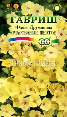 Флокс друммонда Очарование жёлтое