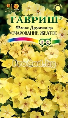 Флокс друммонда Очарование жёлтое
