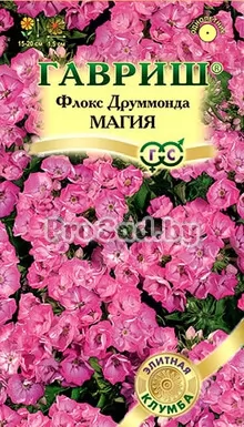 Флокс друммонда Магия