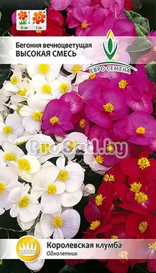 Бегония вечноцветущая Высокая смесь