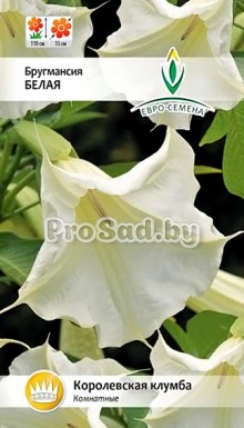 Бругмансия Белая